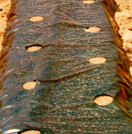 FOGLIA NERA C/FOR 0,05 120