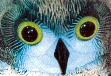 GUFO ANTIVOLAT C/TESTA GIR