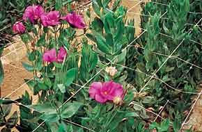 RETE HORTONOVA H150 500 m 