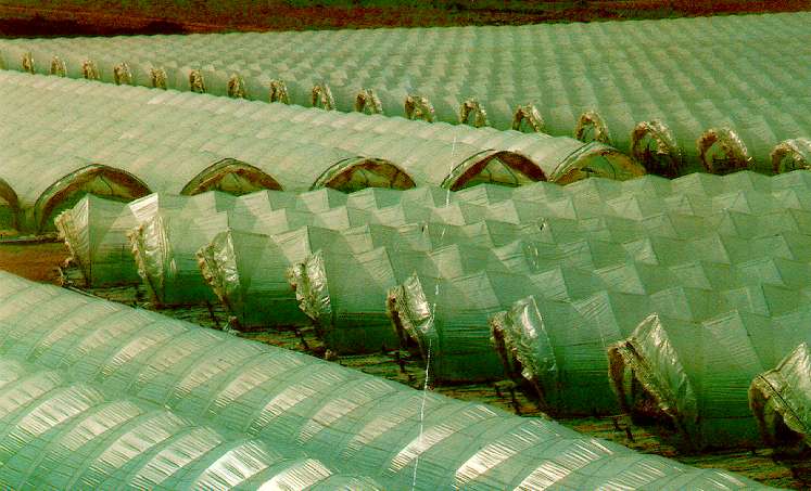 FOGLIA POL LONG LIFE H 200