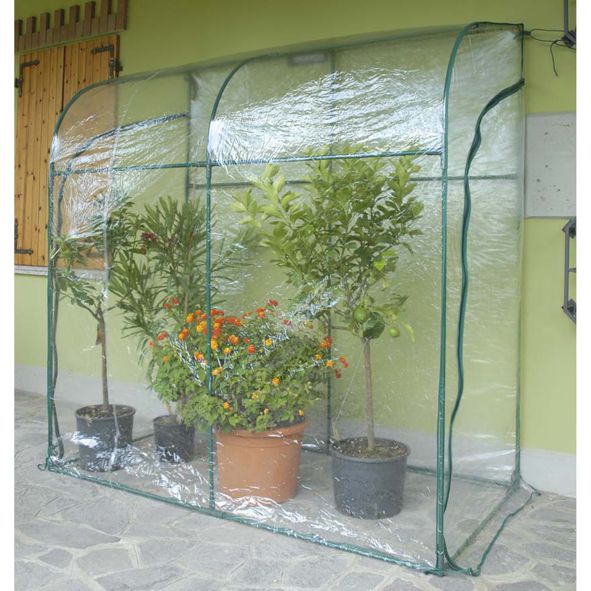 TELO SERRA OLEANDER   2644