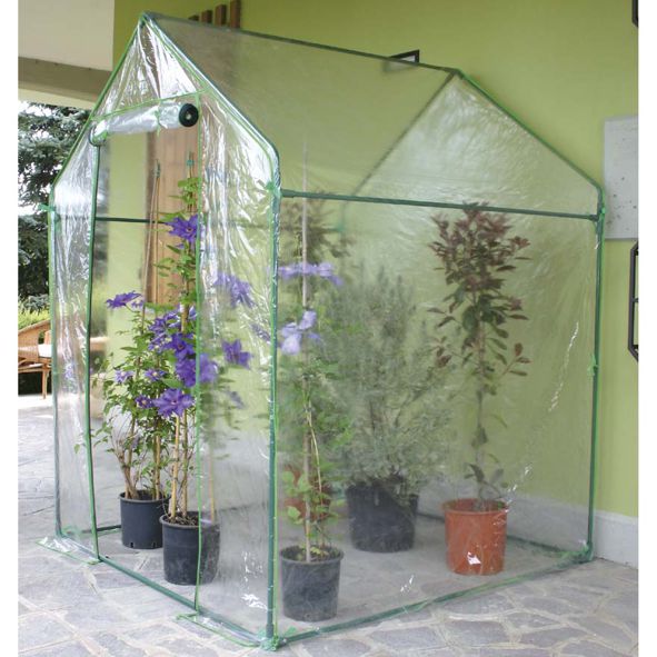 TELO SERRA CLEMATIS   2646