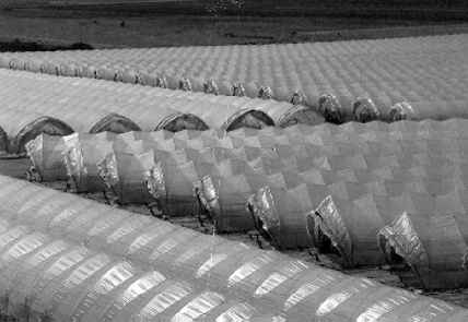 FOGLIA POL LONG LIFE H 600